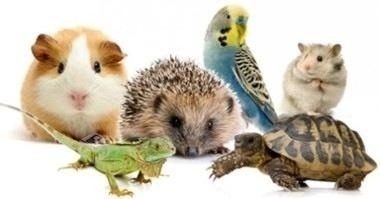 Alimento medicado Hepatic